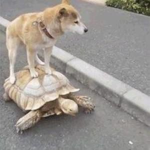 Meet your Posher, Doug